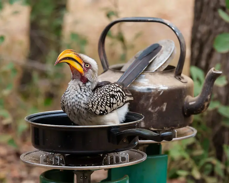 The Cheeky Breakfast Thief, by Linda Smit, The Nature Photography Contest 2025 Funny Nature Finalist